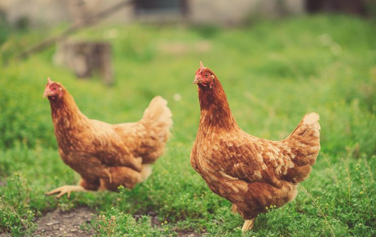 이혼 소송 中 부부, 닭 29마리 어떻게 나눌까... 판사 결정은?