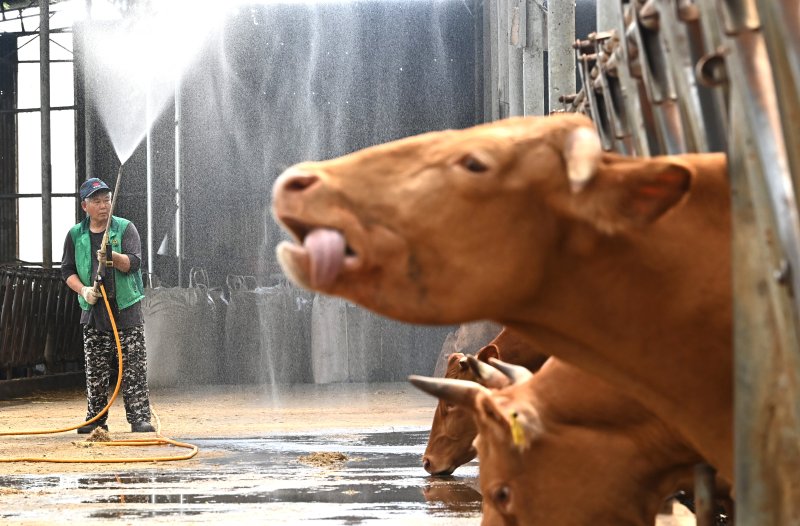 [화성=뉴시스] 김종택 기자 = 사진은 전국 대부분 지역에 폭염특보가 발효된 지난달 30일 경기 화성시 우정읍의 한 축사에서 농장주가 더위에 지친 소들에게 물을 뿌려주고 있는 모습. 2025.07.30. jtk@newsis.com