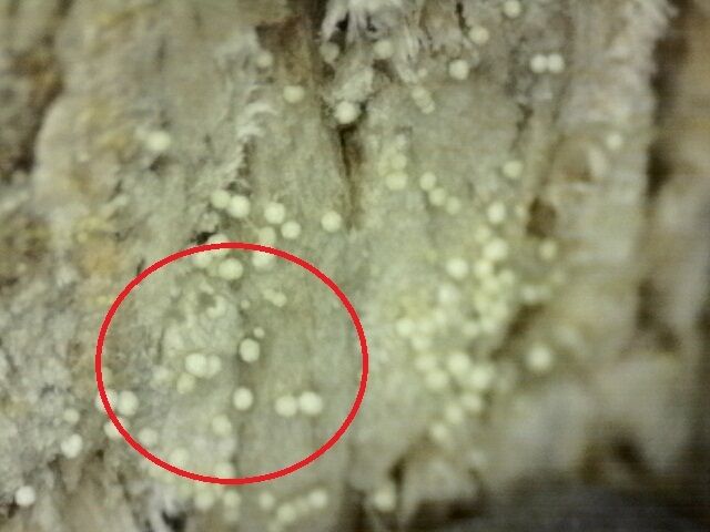 이 집서 하루도 지내기 싫어 인천 새 아파트서 발견된 끔찍한 정체