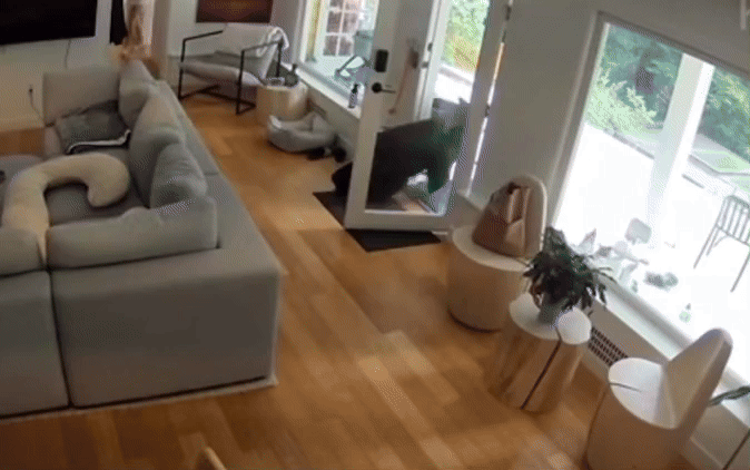 캐나다 밴쿠버의 한 가정집에 야생 곰이 침입해 포메라니안이 집안에서 곰을 내쫓고 있다./영상=틱톡 @Kayla Kleine, 연합뉴스TV