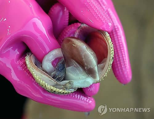 새조개 (출처=연합뉴스)