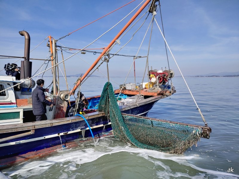 천수만 새조개 잡이 (출처=연합뉴스)