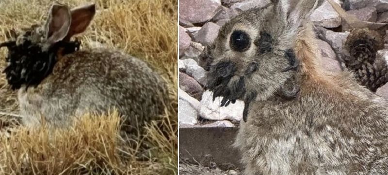 얼굴에 검은 뿔 가득한 '악마토끼', 2년 만에... 소름