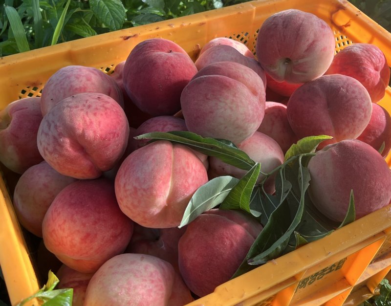 저탄소 농산물 인증을 취득한 '불정 야뜨네 복숭아'. (괴산군 제공)