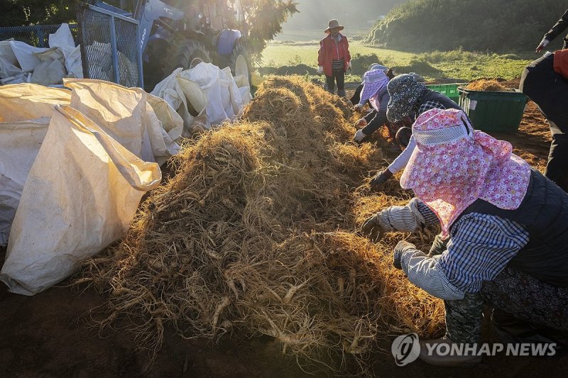 민통선 6년근 인삼 수확 시작 (출처=연합뉴스)