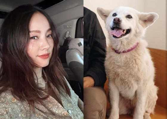 이효리, 암 투병 반려견과 안타까운 작별 잘 가라, 우리 석삼이