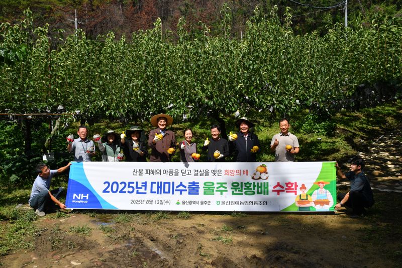 지난 13일 울산 울주군 온양읍 대원농장에서 이순걸 울주군수, 김창균 울산원예농협조합장, 노동열 농장주 등이 미국 수출용 원황배를 수확을 기념하고 있다. 울주군 제공