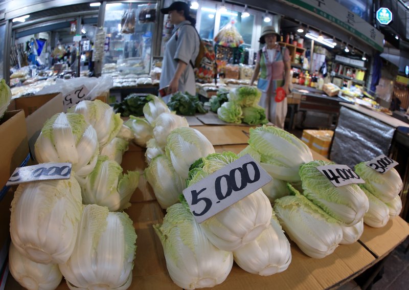 서울 동대문구 경동시장의 한 채소 매대에 배추가 크기별로 분류되어 있다. ⓒ News1 박정호 기자
