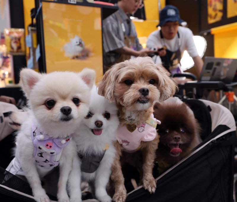 [인천=뉴시스] 전진환 기자 = 27일 오후 인천 연수구 송도컨벤시아에서 열린 펫앤모어 인천 반려동물 박람회 사진업체 부스에서 반려견들이 기념사진을 찍기 위해 대기하고 있다. 2025.06.27. amin2@newsis.com