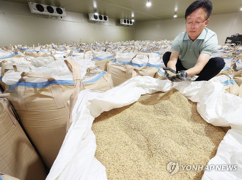 쌀 살펴보는 관계자 (출처=연합뉴스)