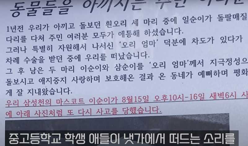 둔기에 맞아 죽은 오리 사체가... 안양 삼성천 오리 가족의 비극