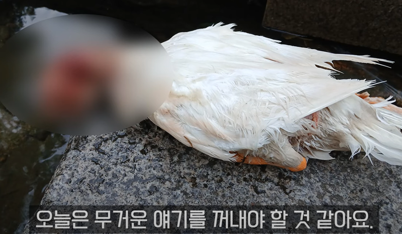 둔기에 맞아 죽은 오리 사체가... 안양 삼성천 오리 가족의 비극