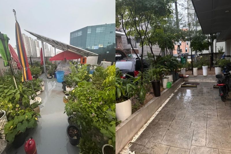 빌라 옥상을 개인 화단으로 가꾼 신종 '식물 빌런' 등장