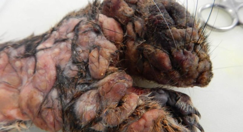 [뉴시스] 다람쥐의 다리와 머리에 생긴 섬유종을 확대해 촬영한 사진. (사진 = 코넬 야생동물 건강 연구소) 2025.08.19. *재판매 및 DB 금지