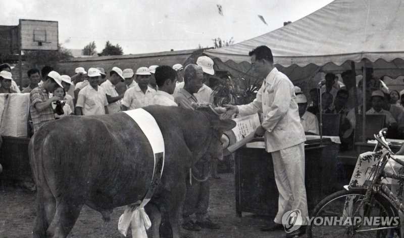 제주 제4회 가축품평회(1969년 9월 5일 제주농고) (출처=연합뉴스)