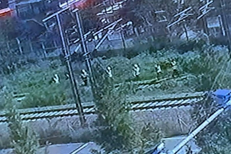 19일 오전 10시 52분쯤 경북 청도군 화양읍 삼신리 경부선 철로에서 무궁화호 열차가 작업자 7명을 치어 2명이 숨지는 사고가 발생했다. 구조물 안전진단 연구원 6명과 코레일 직원 1명이 작업 현장으로 이동하는 모습. (독자 제공 영상 캡처. 재판매 및 DB금지) 2025.8.19/뉴스1