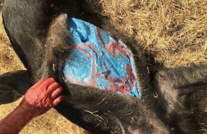 “먹으면 큰일 난다”… 형광 파란색 멧돼지 고기 발견