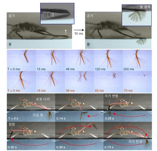 [서울=뉴시스] 과학기술정보통신부는 아주대학교 고제성 교수 연구팀(제1저자 김동진 박사)이 수면 위를 자유자재로 기동하는 곤충 라고벨리아(부채메이저 바카라사이트 주사위 소금쟁이)를 모사한 초소형 로봇을 세계 최초로 개발하는 데 성공했다고 밝혔다 .(사진=과기정통부 제공) *재판매 및 DB 금지