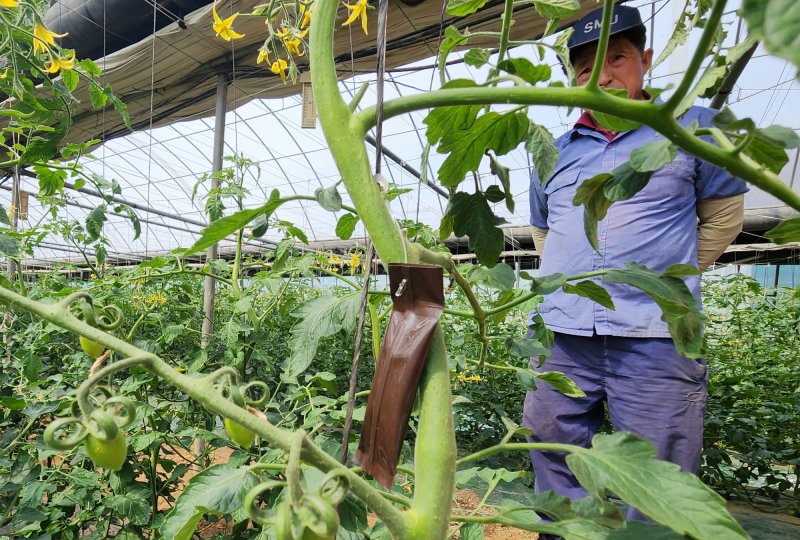 충북 괴산군의 바카라 온라인 재배 농가가 뿔나방 교미교란제를 설치한 뒤 상황을 살펴보고 있다.(괴산군 제공, 재판매 및 DB금지)/바카라 온라인1