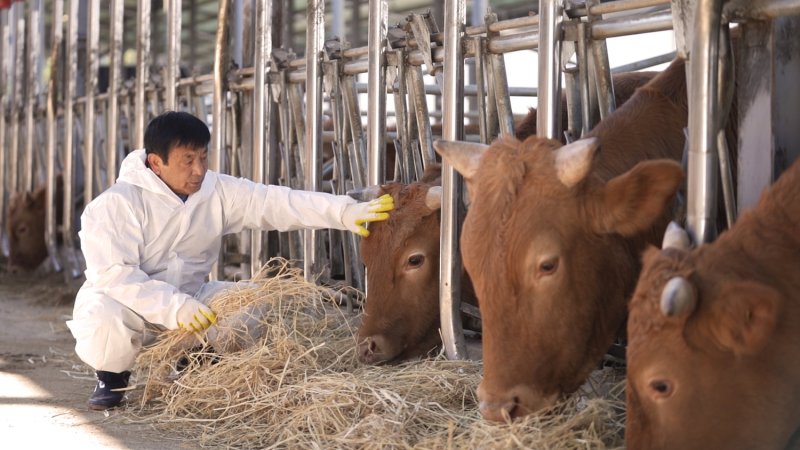 [창녕=뉴시스] 미경산우 비육부문 최우수상을 수상한 한판석 농가. (사진= 창녕군 제공) 2025.08.22. photo@newsis.com *재판매 및 DB 금지