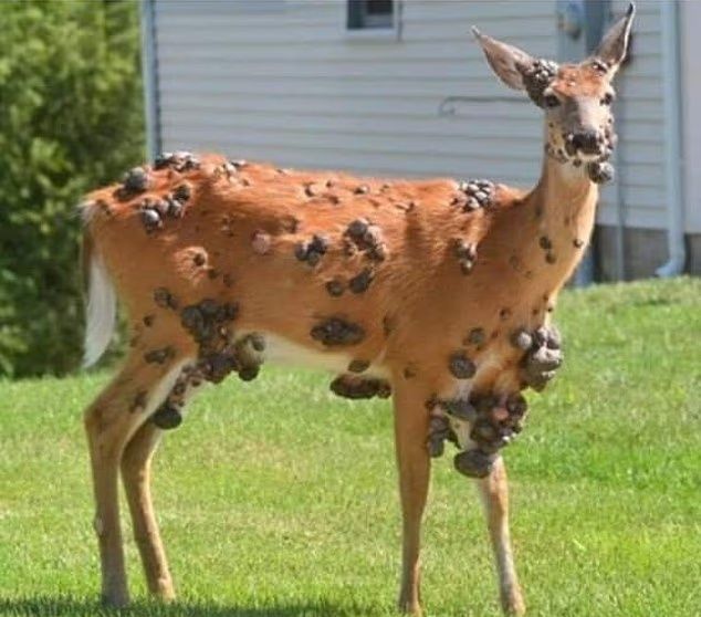 온몸 뒤덮은 검은 혹…‘좀비 사슴’의 실체는?