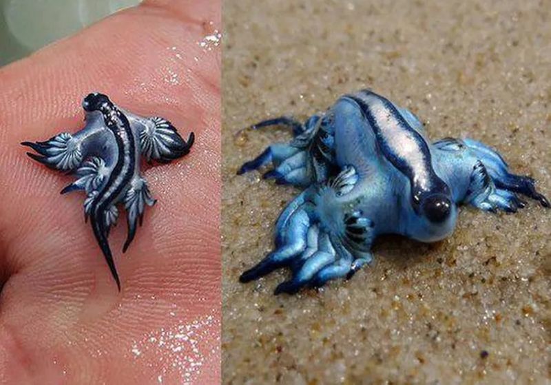 해수욕 절대 금지... 바다 속에서 '푸른 용' 발견에 '깜놀'