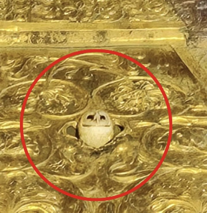 [뉴시스] 카시 비슈와나트 사원의 금빛 첨탑 위에 앉아 있는 흰 부엉이. 신도들은 이 장면을 여신 락슈미의 신성한 현신으로 받아들였다. (사진=엑스)