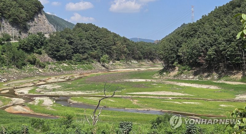 잡초 무성한 강릉시 식수원 (출처=연합뉴스)
