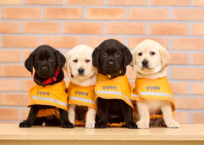 삼성화재 안내견학교의 예비 안내견들. 삼성화재 제공