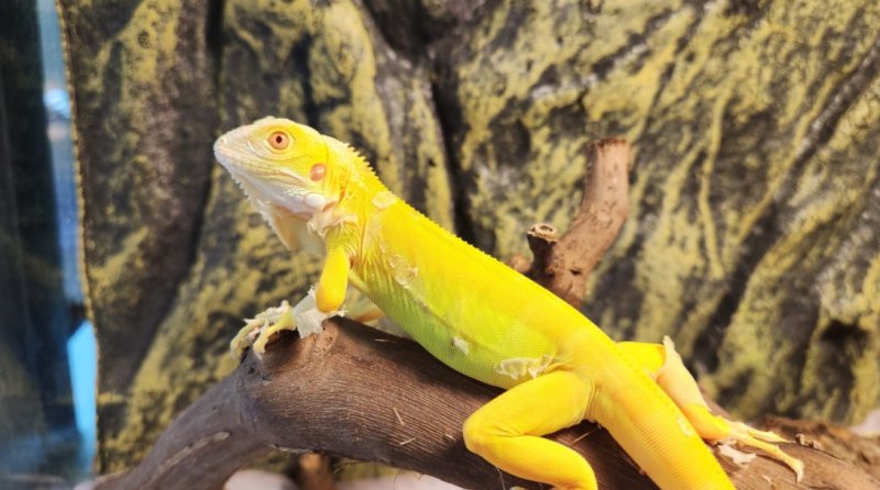 [서울=뉴시스]초록이구아나. 2025.07.04. (사진=국립생태원 블로그 갈무리) *재판매 및 DB 금지