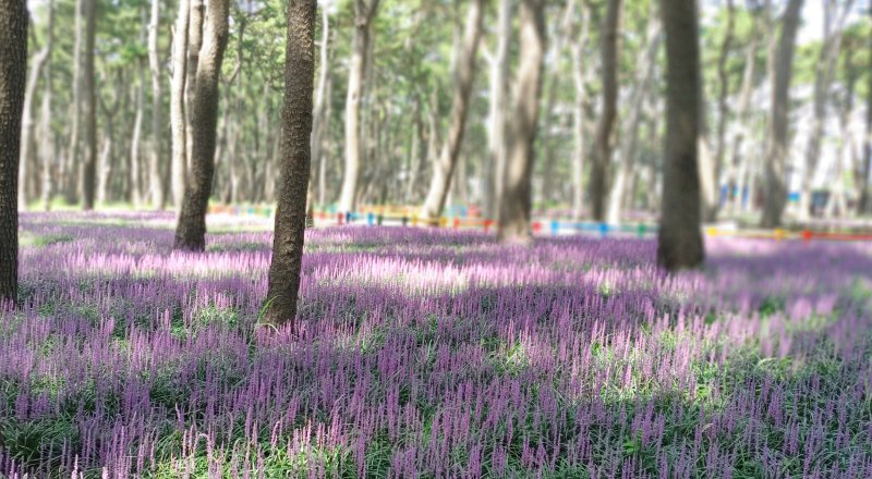 대왕암공원 내 해송림에는 이달 중순부터 보라빛 맥문동이 활짝 피었다.(울산 동구 제공. 재판매 및 DB금지)/뉴스1