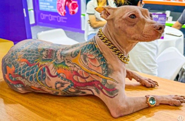 반려견에 마취 없이 용문신을? 中 견주, 덧붙인 말이…