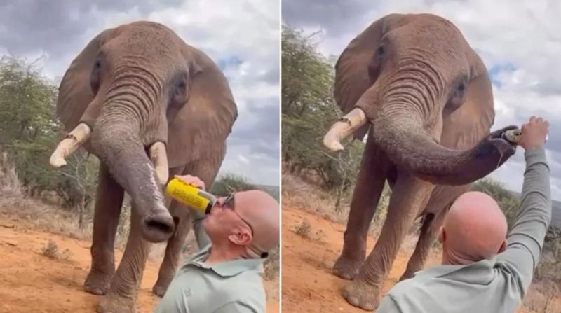 코끼리 코에 맥주 '콸콸'…몰상식한 남성의 행동 논란