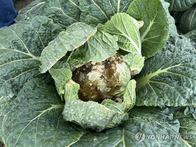 가뭄에 폐기 처분 앞둔 '꿀통 배추' (출처=연합뉴스)