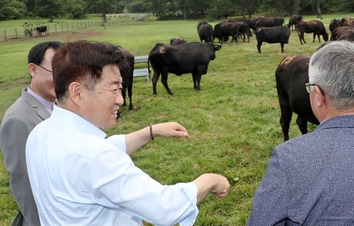 제주흑우 방목지 찾은 오영훈 도지사 (출처=연합뉴스)