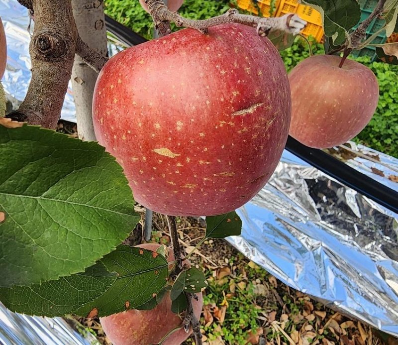 열매 터짐 현상 나타난 사과 (출처=연합뉴스)