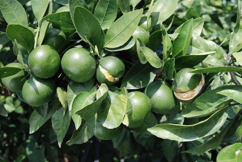 감귤 열매 터짐 피해 (출처=연합뉴스)