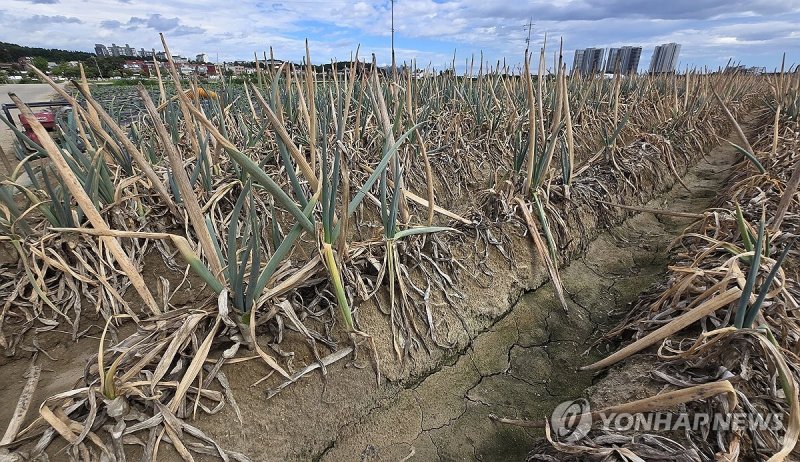 최악 가뭄 속 농업용수 중단 (출처=연합뉴스)
