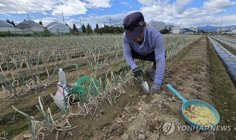 '기다리는 비 소식은 언제쯤' (출처=연합뉴스)