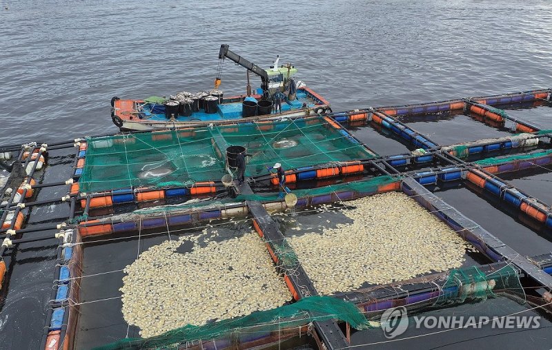 남해군 폐사 참돔 수거 (출처=연합뉴스)