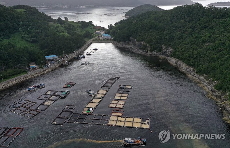 적조와 황토 방제 작업…폐사 참돔 (출처=연합뉴스)