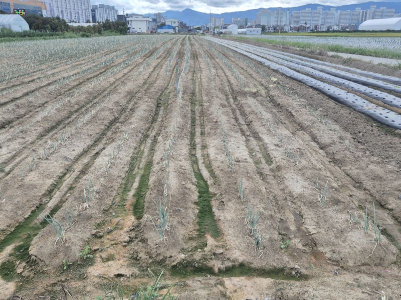 강릉지역 가뭄사태가 최악으로 치닫고 있는 가운데 남대천 인근 밭에 파가 파종됐지만 물이 공급되지 않아 말라가고 있는 모습. 사진=독자 제공