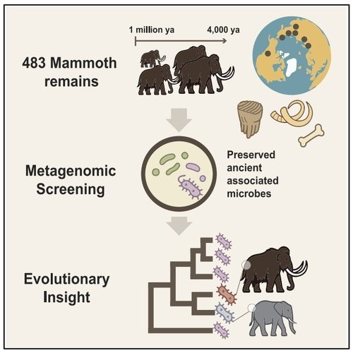 털매머드·초원매머드 표본 483개 속 미생물 DNA 연구 (출처=연합뉴스)