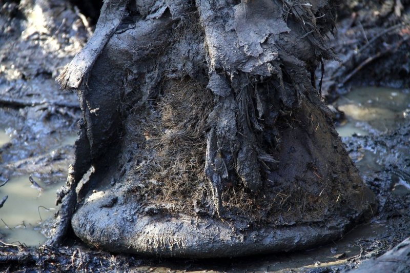 매머드의 발 (출처=연합뉴스)