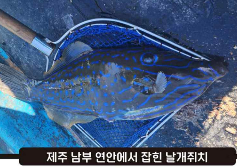 먹거나 만져도 안돼 복어 독보다 20배 많은 날개쥐치