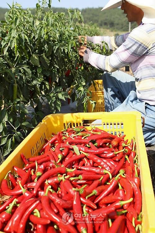 충남 태안군의 한 주민이 태양초 고추를 수확하고 있다. (출처=연합뉴스)
