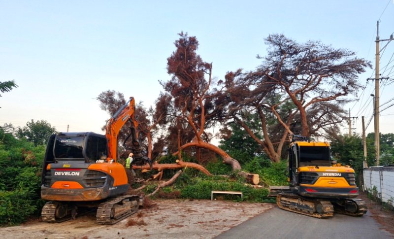 [포항=뉴시스] 송종욱 기자 = 경북 포항시가 자연 재난에 대비해 도로변·주택가 등 인명·시설물 피해 우려 지역에 재선충병 등으로 장기간 방치한 고사목 제거에 나섰다. 사진은 고사목을 제거하는 모습. (사진=포항시 제공) 2025.09.04. photo@newsis.com