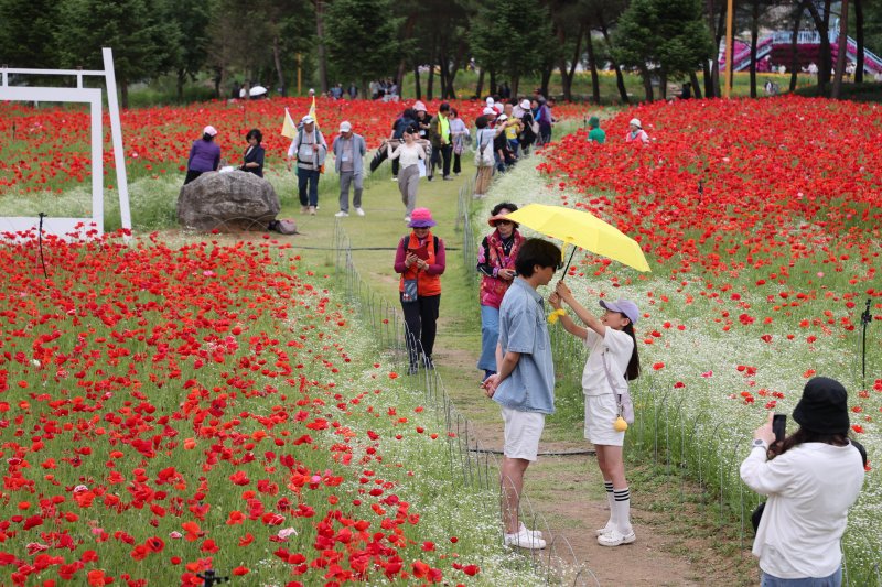 경기 가평군 자라섬 꽃 페스타에서 방문객들이 꽃양귀비, 수국, 유채꽃 등 다양한 봄꽃을 관람하고 있다. 가평군 제공) 2024.06.10/뉴스1 ⓒ News1 양희문 기자