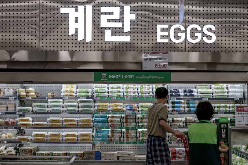 [서울=뉴시스] 정병혁 기자 = 5일 서울시내 한 대형마트에서 소비자들이 계란을 살펴보고 있다. 추석 성수기를 앞두고 고공행진 중인 계란 가격이 더 오를 것이라는 전망이 나왔다. 한국농촌경제연구원(KREI) 농업관측센터가 발간한 농업관측 산란계 9월호에 따르면 이달 계란 산지가격은 특란 10구 기준 1900~1950원으로 전망됐다. 1년 전(1686원)보다 최대 15.7% 오르는 수치다. 2025.09.05. jhope@newsis.com