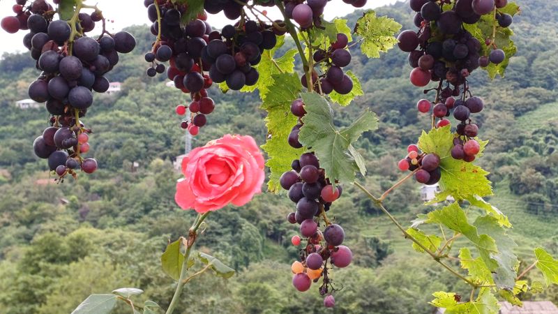 조지아 투어 중 들렸던 소규모 와이너리의 포도밭.